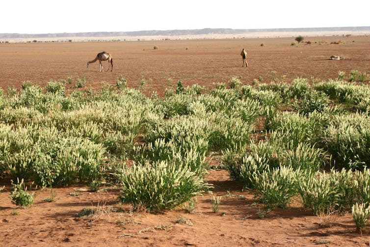 Plaine désertique avec au premier plan plusieurs buissons assez bas