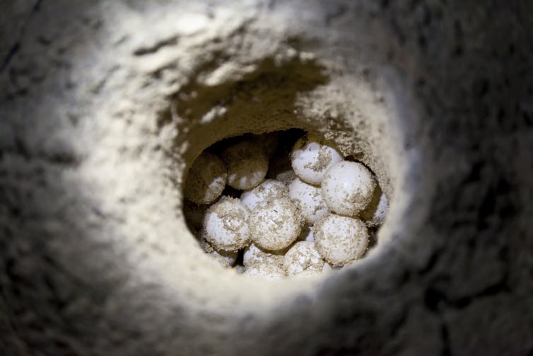 A clutch of white eggs in a sandy hole illuminated by a torch.