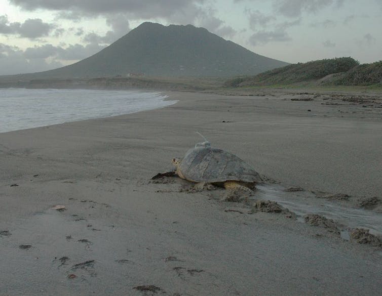 A sea turtle with an antenna on it shell crawling through sand back to the sea.