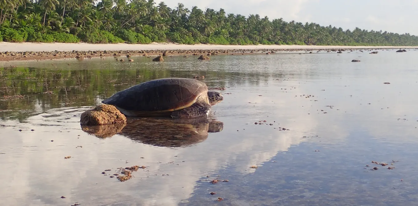 Turtle Rising Farm Rising seas could flood nests of vulnerable sea turtles – new research