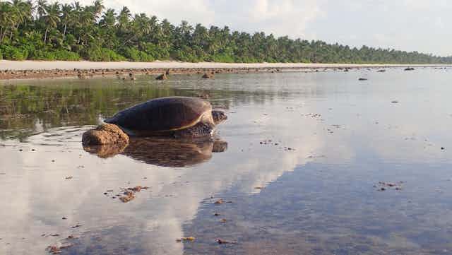 A large sea turtle on an inundated tropical beach.