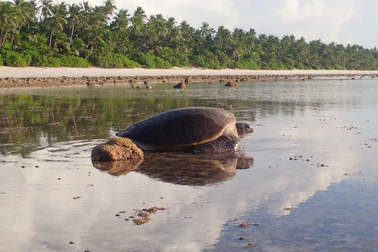 A large sea turtle on an inundated tropical beach.