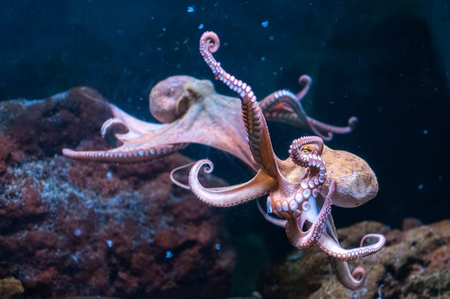 Two octopus in water.
