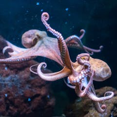 natural selection research paper ideas