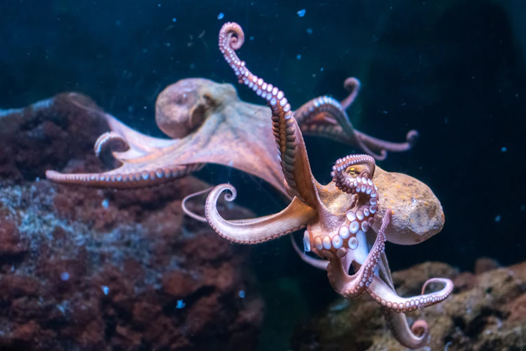 Two octopus in water.
