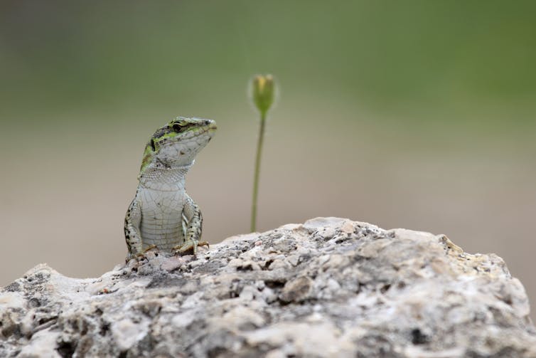 An Italian wall lizard basking on a rock.