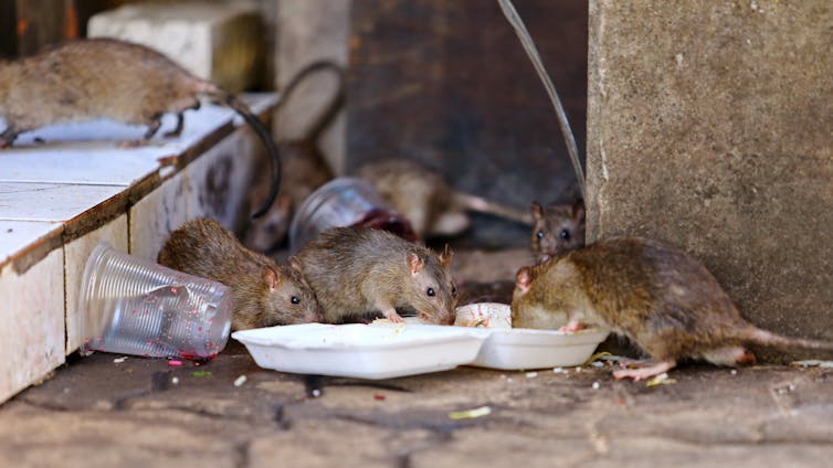 Rats eating garbage on the street.