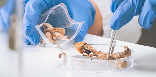 Dried mushrooms being put on a petri dish by gloved worker