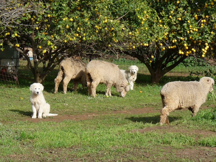 A white dog next to some sheep under fruit trees