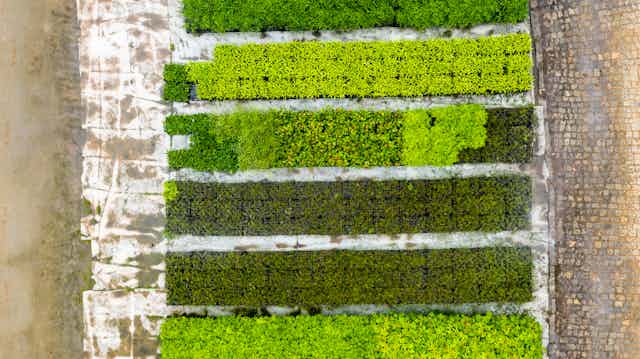 Rows of tree seedlings from above