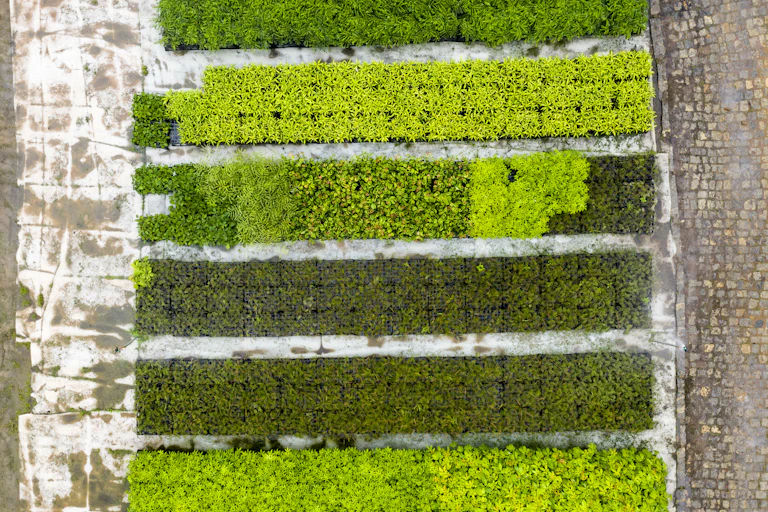 Rows of tree seedlings from above