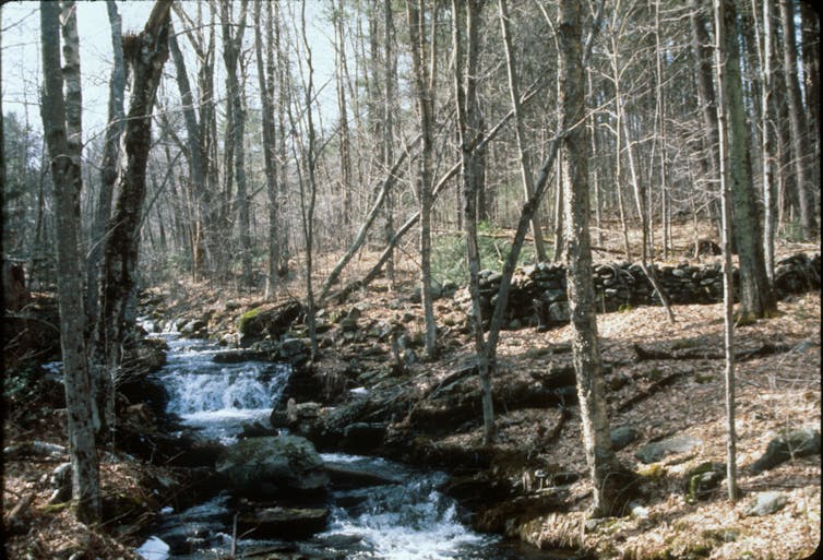 A stream runs through a wooded area past remains of an old stone wall.