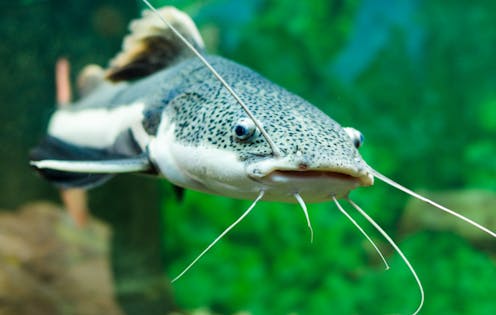 New exposé of Australia's exotic pet trade shows an alarming proliferation of alien, threatened and illegal species
