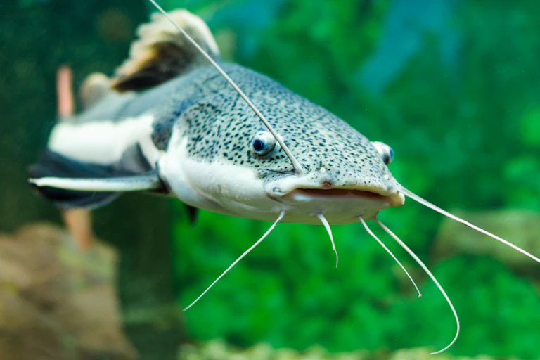 A white fish with dark specks on top and long whiskers looking at the camera with slightly bulging eyes