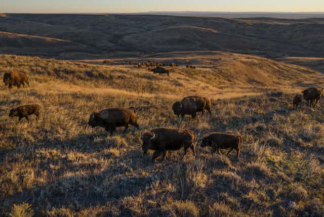 Bison graze across rolling land at sunset.