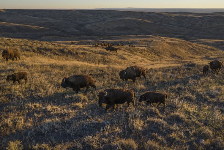 A bison herd walks across a plain with long brown grass. 