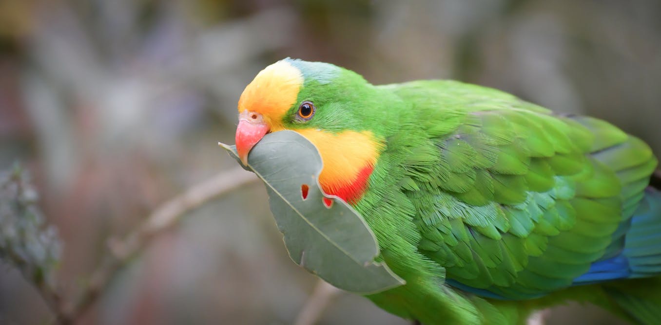 The pet I’ll never forget: Friday the parrot bullied, confused