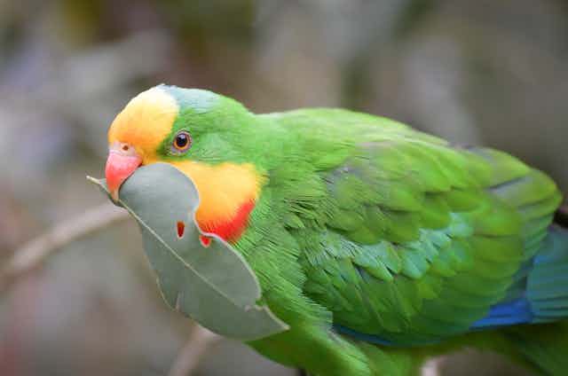 A male superb parrot with a gum leaf in its beak