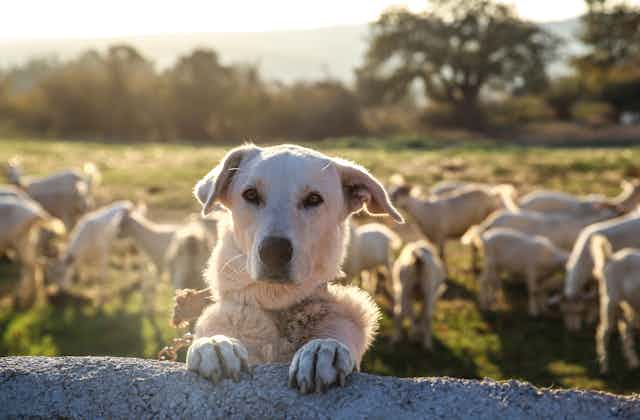 A white dog looking at the camera over a fence with sheep in the background
