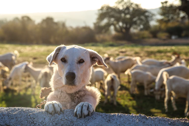 A white dog looking at the camera over a fence with sheep in the background