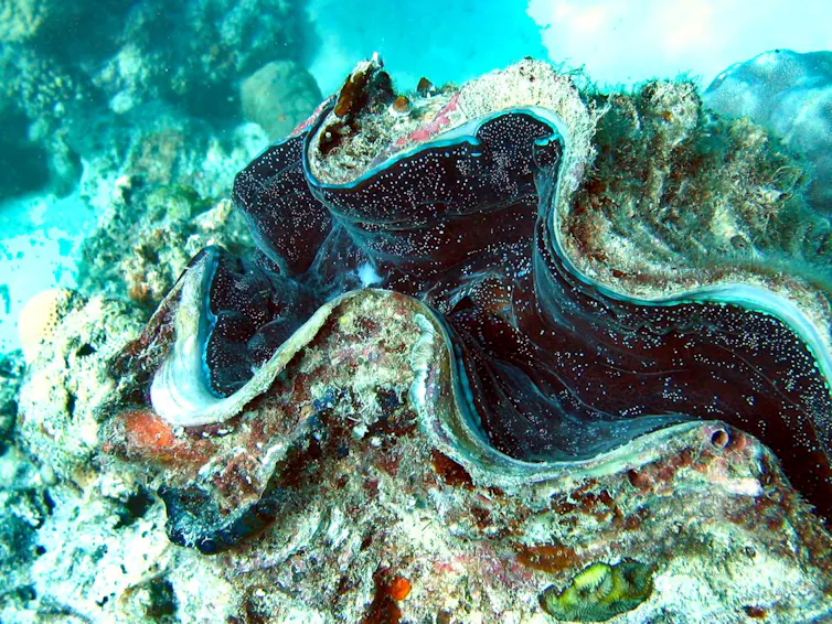 Ostra gigante en el fondo del océano.