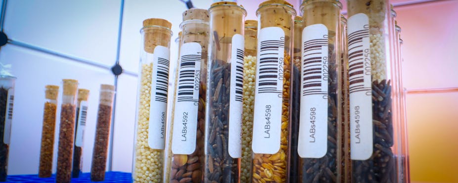 A line of sample tubes, each filled with seeds or spores and each featuring a barcoded label