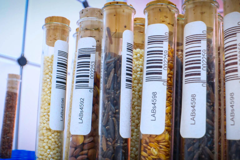 A line of sample tubes, each filled with seeds or spores and each featuring a barcoded label