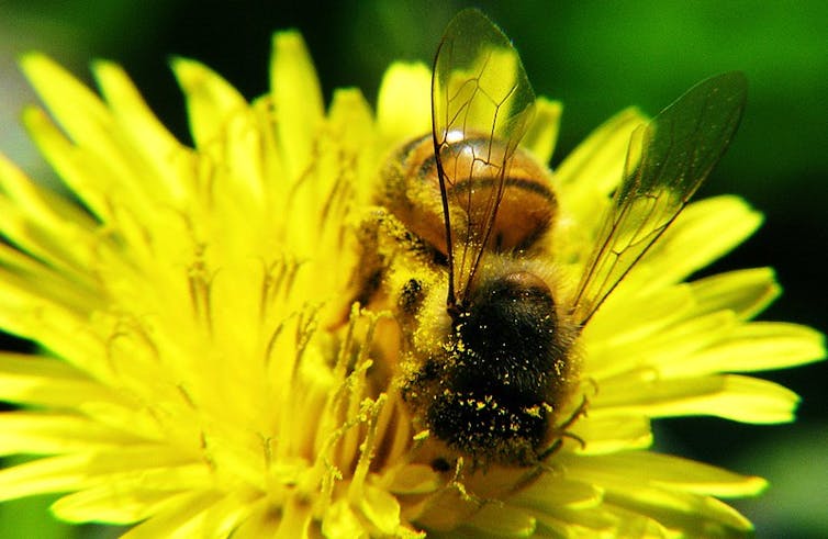 Abeja cubierta de polen en una flor.