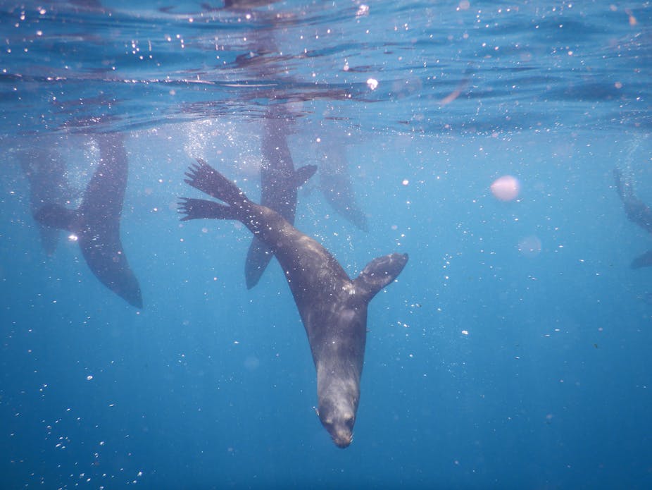 An underwater photograph of animals resembling sea lions diving below the surface.