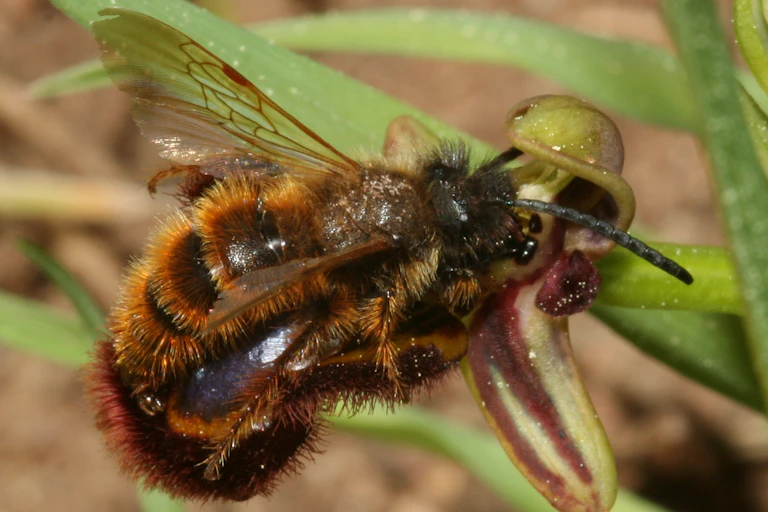 Mâle Dasyscolia ciliata en pleine pseudocopulation avec une fleur d'Ophrys.