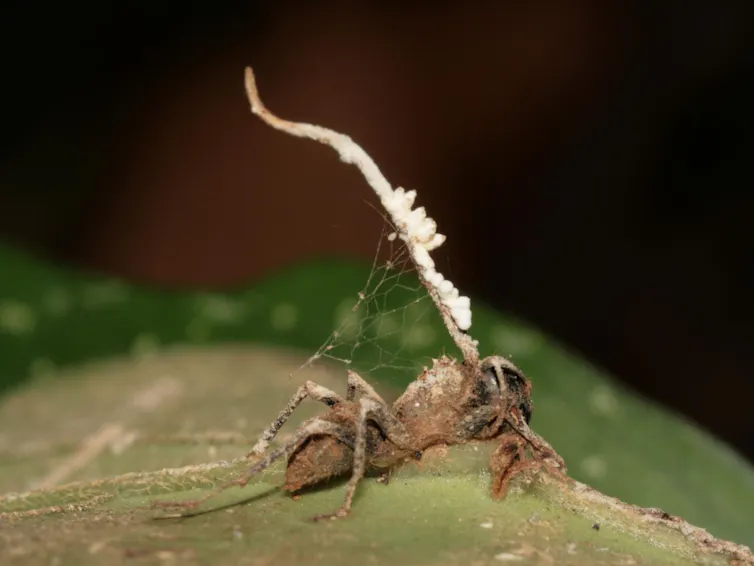Photo du cadavre d'une fourmi « zombie » accrochée à une feuille, dans le sous-bois d’une forêt tropicale. Le champignon parasite qui l'a tuée (Ophiocordyceps unilateralis) et émerge de sa tête est lui même victime d’un champignon hyperparasite (en blanc)