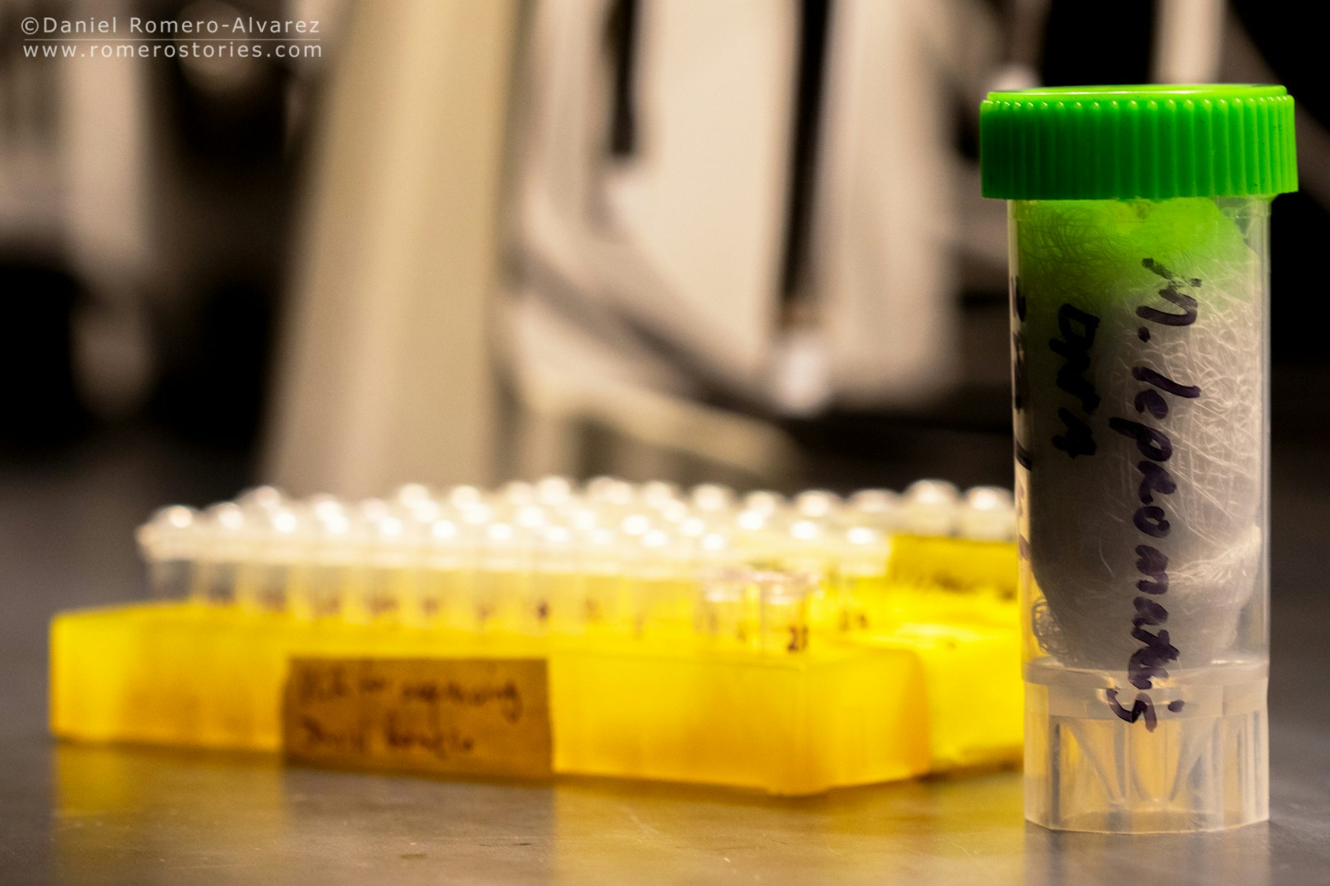 a rack of centrifuge tubes and a vial of sample