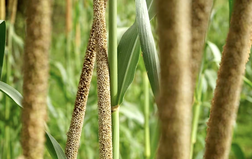 riz News, Research and Analysis The Conversation page 1