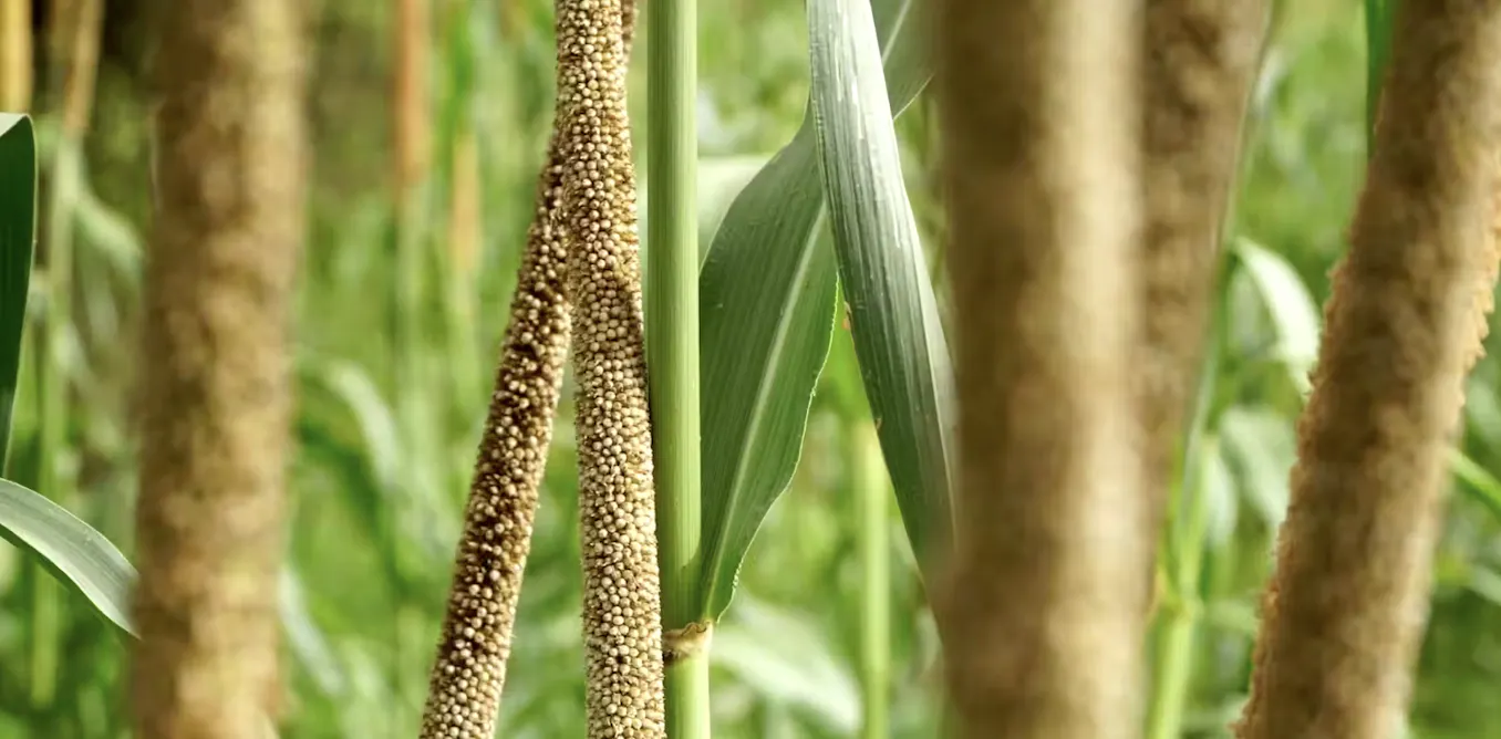 Comment font les plantes pour s’adapter au manque d’eau ? Comment font les plantes pour s’adapter au manque d’eau ?