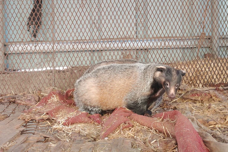 Badger in a cage.