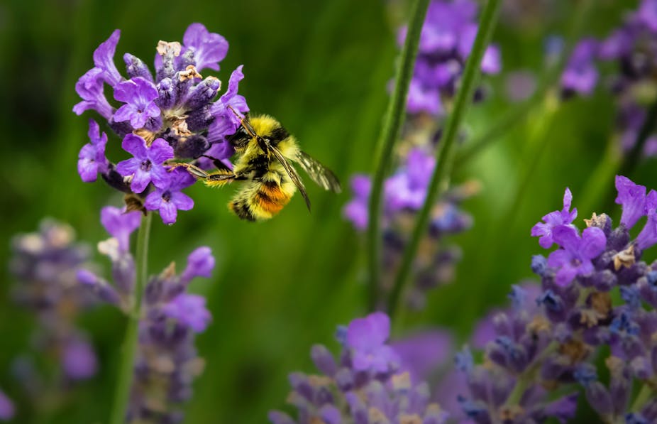 abeille qui butine une fleur violette