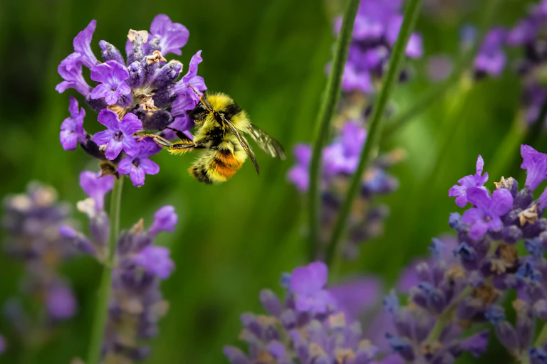 abeille qui butine une fleur violette