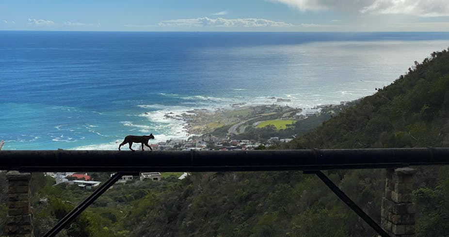 A large feline is seen walking across a long pipe far above stands of trees and, in the background, the ocean