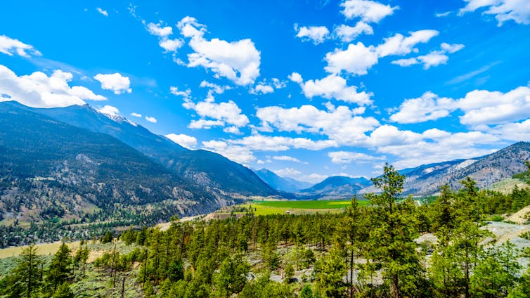 Vallée sauvage avec des arbres au premier plan