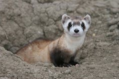 A black-footed ferret looks out of a burrow.