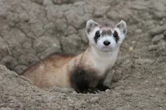 A black-footed ferret looks out of a burrow.