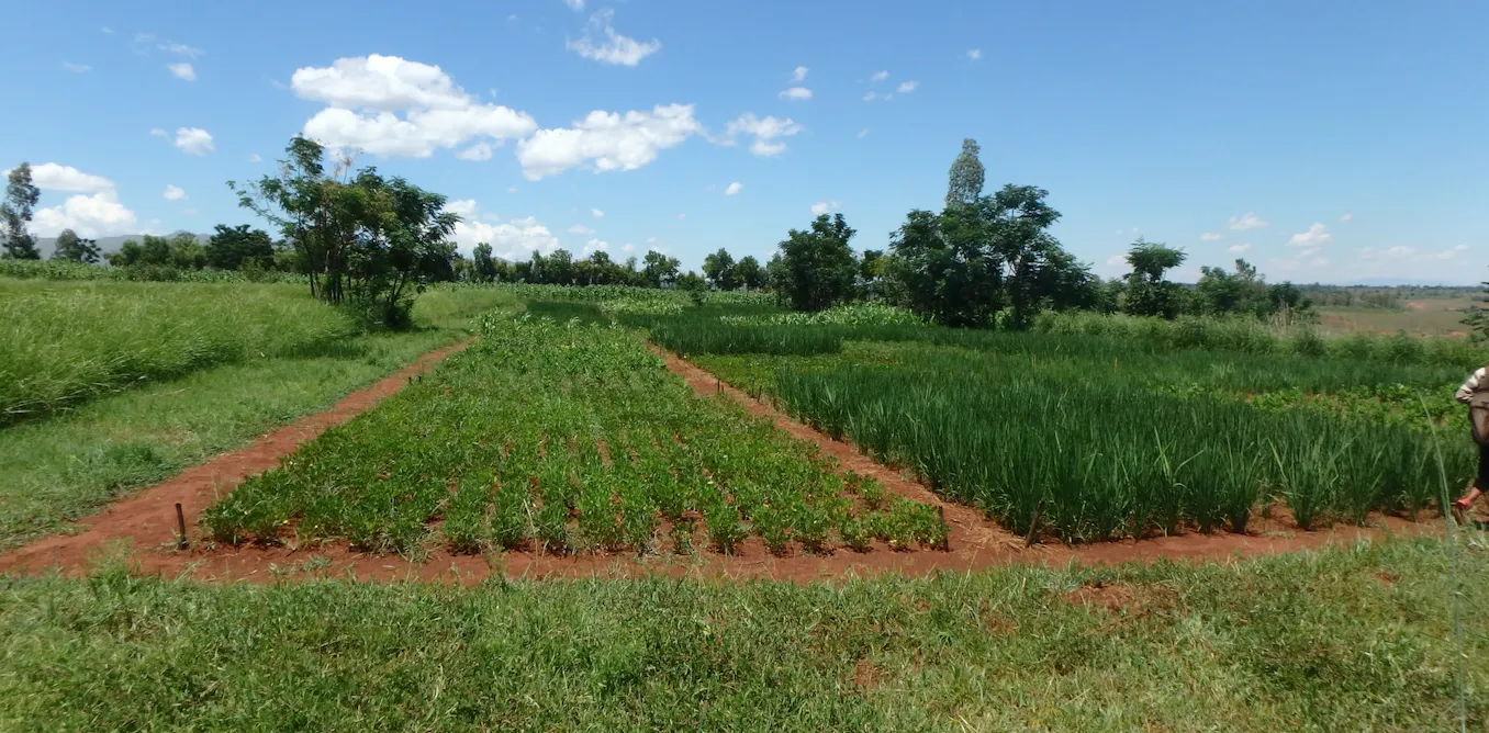 Could African farmers slash their reliance on mineral fertilisers by growing legumes? Could African farmers slash their reliance on mineral fertilisers by growing legumes?