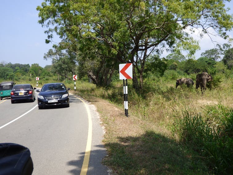 Several elephants walk along a path parallel to a road with cars on it.