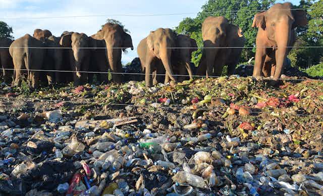 A group of elephants browse ground strewn with garbage