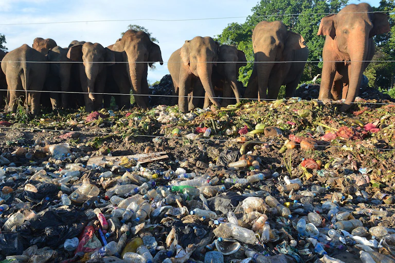 A group of elephants browse ground strewn with garbage
