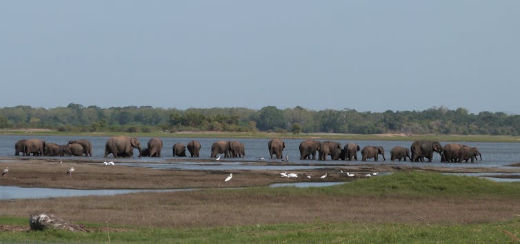A line of elephants drinking at a reservoir.
