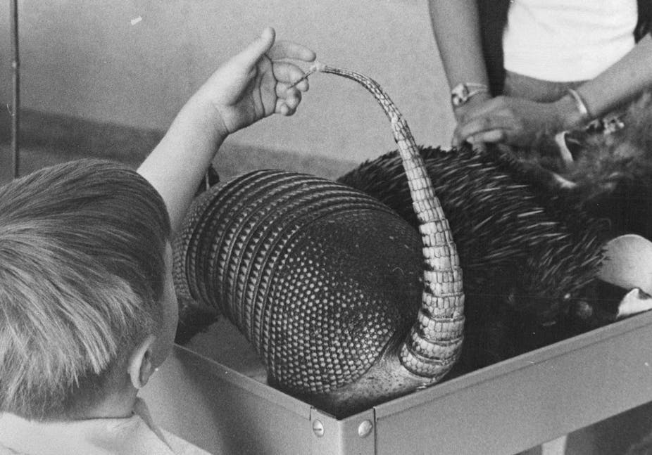 little boy touches the tail of a taxidermied armadillo on a cart