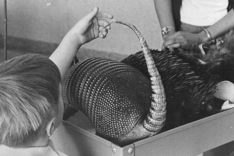 little boy touches the tail of a taxidermied armadillo on a cart