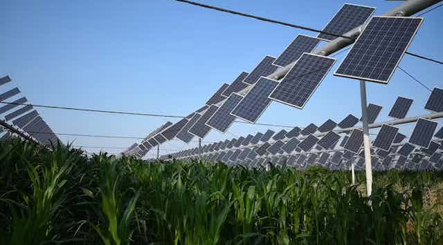 Plants covered with solar panels