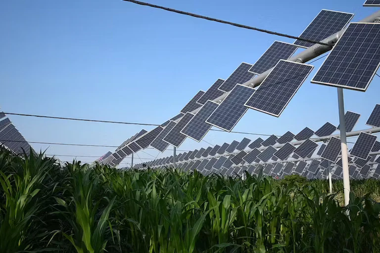 Plants covered with solar panels